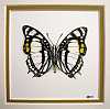Butterfly painting no3:Watercolour & Graphicpen on artpaper 18.2cm square